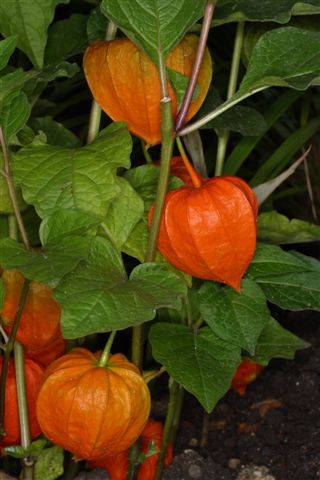 Physalis alkekengi seed